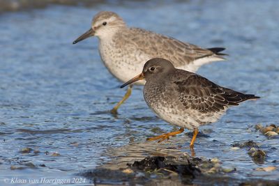 Paarse strandloper - Purple Sandpiper - Calidris maritima