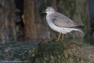 Kanoet - Red Knot - Calidris canutus