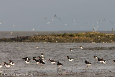 Scholekster / Oystercatcher