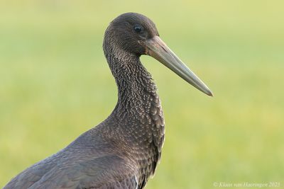 Zwarte Ooievaar / Black Stork
