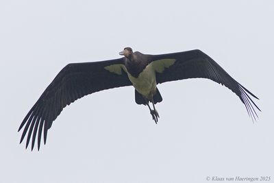 Zwarte Ooievaar / Black Stork