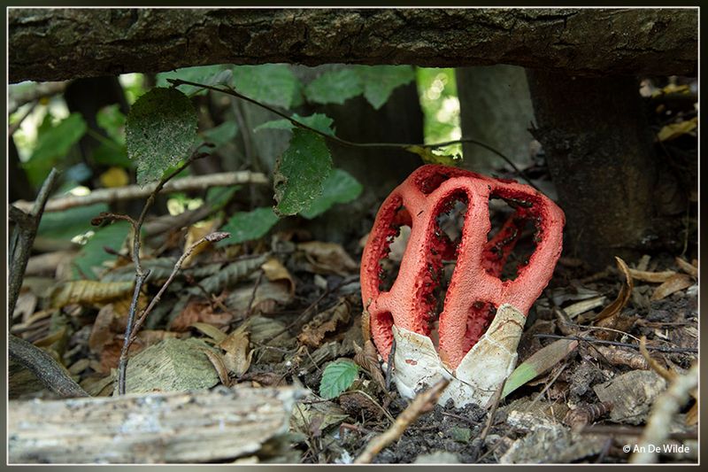 traliestinkzwam - Clathrus ruber