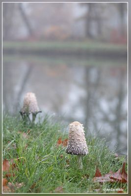 _MG_8341.jpg