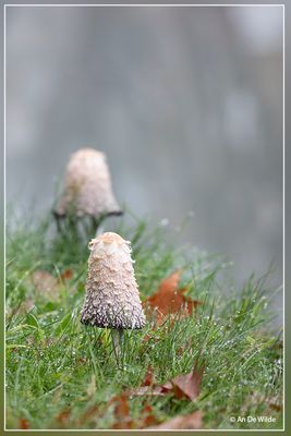 _MG_8346.jpg