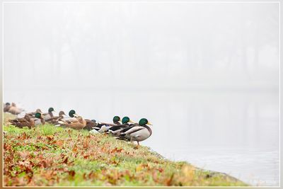 _MG_8367.jpg
