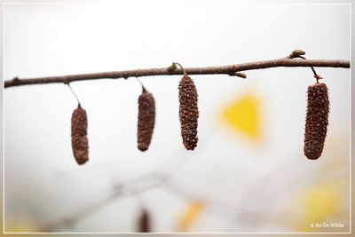 _MG_8514.jpg
