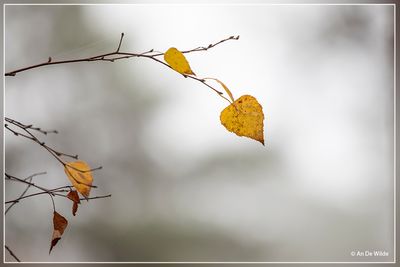 _MG_8517.jpg