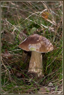 _MG_9222.jpg