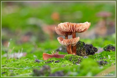 _MG_9018-9021.jpg
