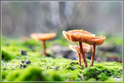 _MG_9027.jpg