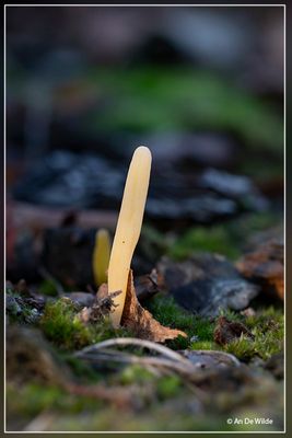 _MG_9065.jpg