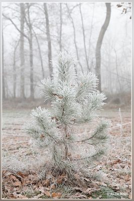 _MG_9880.jpg