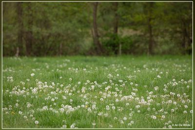 _MG_1520.jpg
