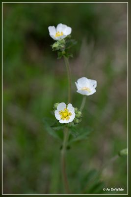  rotsganzerik (Potentilla rupestris)