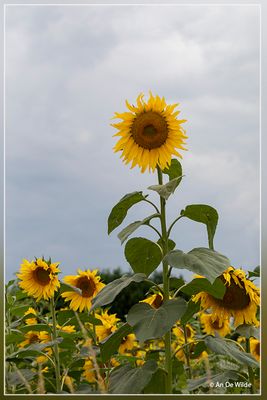 _MG_7543.jpg