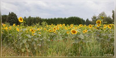_MG_7548.jpg