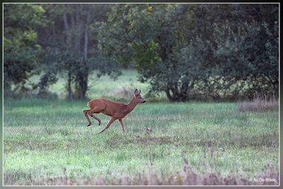_MG_9820.jpg