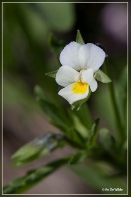 _MG_1658.jpg