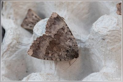 motten  - moths