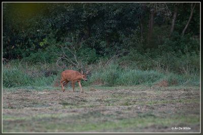 _MG_6771.jpg