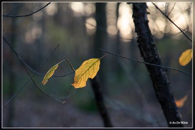 _MG_0397.jpg
