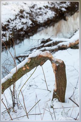 _MG_6099.jpg