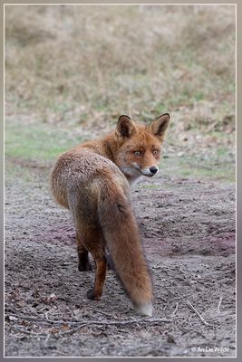 _MG_0039kopie.jpg