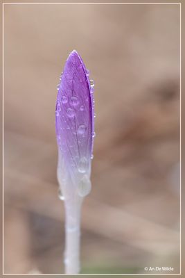 _MG_8924.jpg