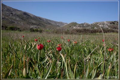 _MG_2504.jpg