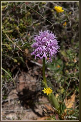 _MG_3261.jpg
