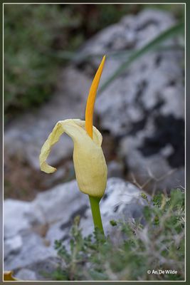 _MG_7269.jpg