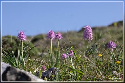 _MG_2421.jpg