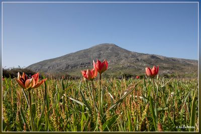 _MG_2515.jpg
