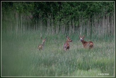 _MG_1150.jpg