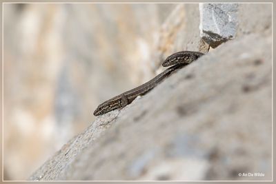 _MG_2062.jpg