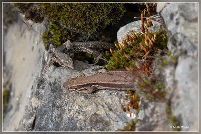_MG_2090.jpg