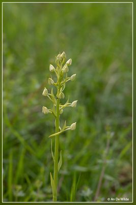 _MG_2602.jpg