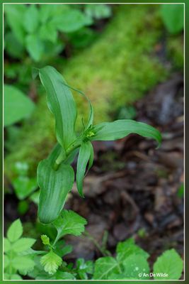 _MG_5059.jpg