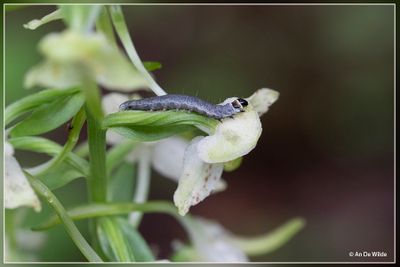 _MG_5076.jpg