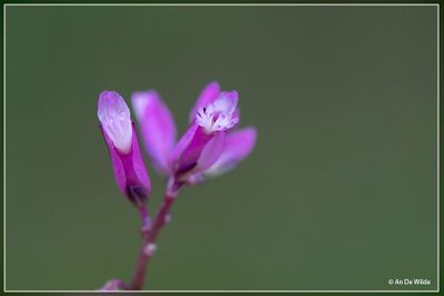 _MG_7671.jpg
