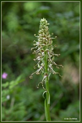 _MG_6026-6030.jpg