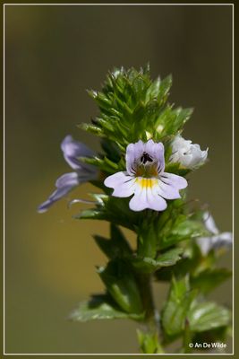 _MG_9039.jpg