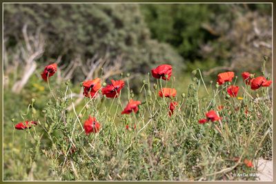 _MG_9160.jpg