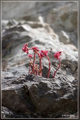 _MG_1328.jpg