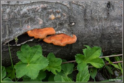 _MG_2298.jpg