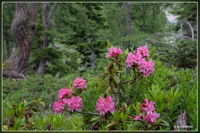 _MG_2309.jpg