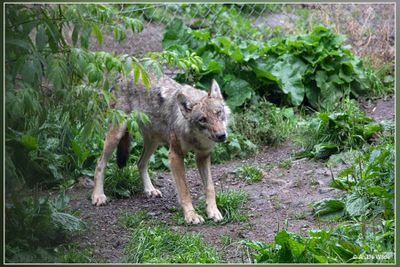 _MG_2909.jpg