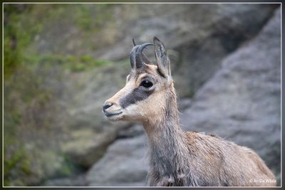 _MG_3343.jpg