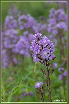 _MG_5040.jpg