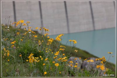 _MG_5745.jpg